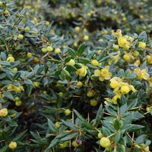 Berberis × frikartii 'Amstelveen' 20-30 cm